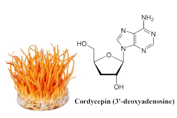 Hợp chất Cordycepin (3’-deoxyadenosine) có trong Nấm trùng thảo