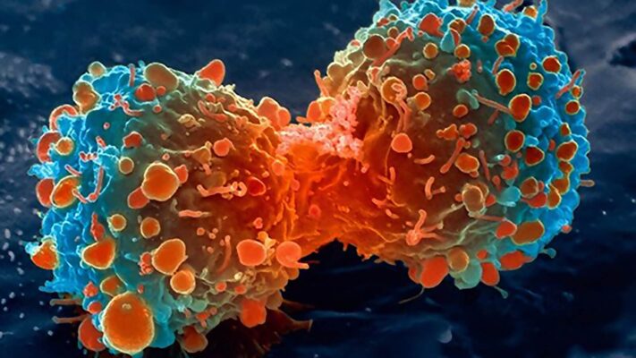 Tác động mạnh mẽ của Cordycepin đối với sức khỏe