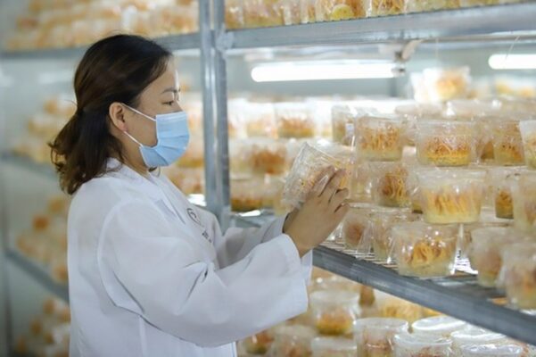 Giá thể nuôi cấy Nấm Trùng Thảo chất lượng