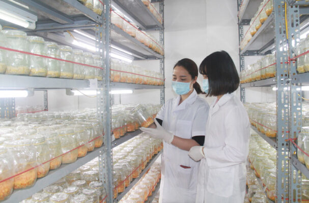 Thời điểm thu hoạch nấm chuẩn nhất