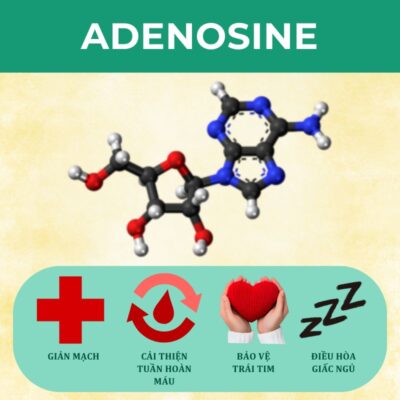 Adenosine giúp điều hòa sức khỏe