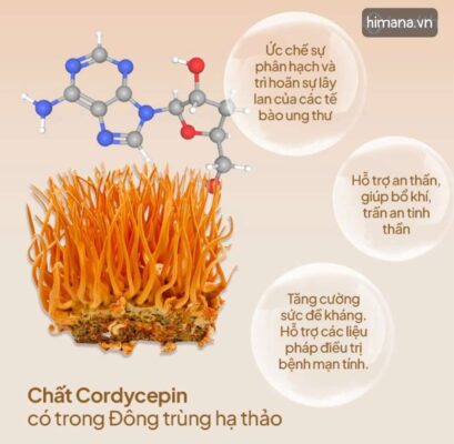 Cordycepin hỗ trợ tăng cường miễn dịch