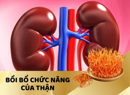 Nấm trùng thảo bồi bổ chức năng thận