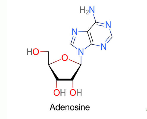 Hợp chất Adenosine có trong Nấm Trùng Thảo là gì?