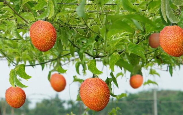 Dưỡng chất Vitamin K trong trái Gấc