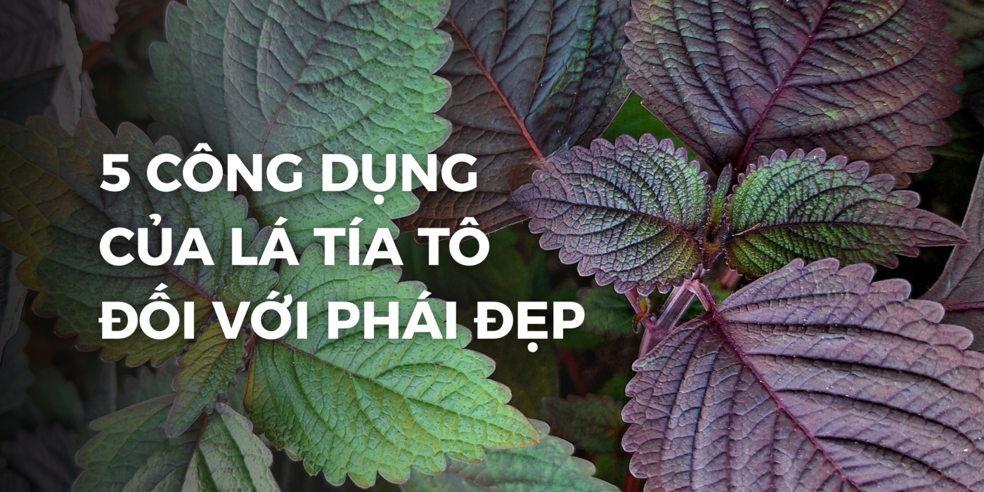 Công dụng của lá tía tô